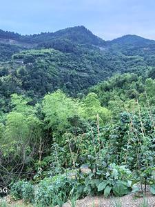 都市最强风水师陈阳